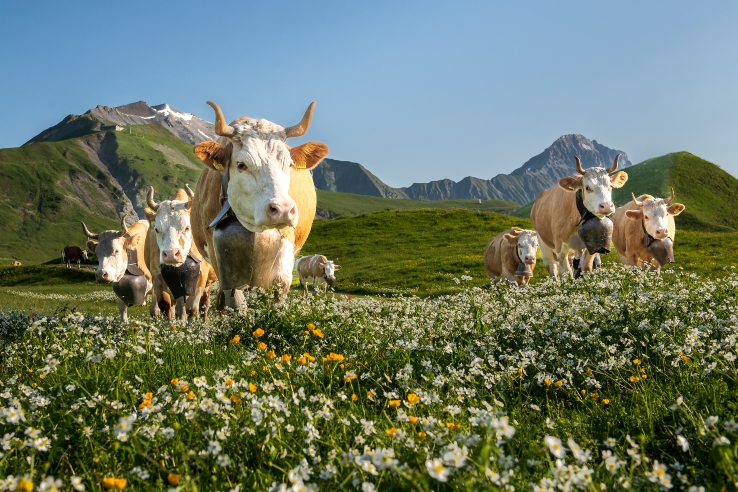 Lenk region